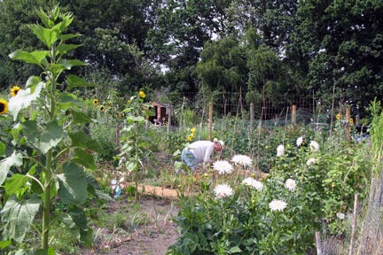 Allotments 5.jpg